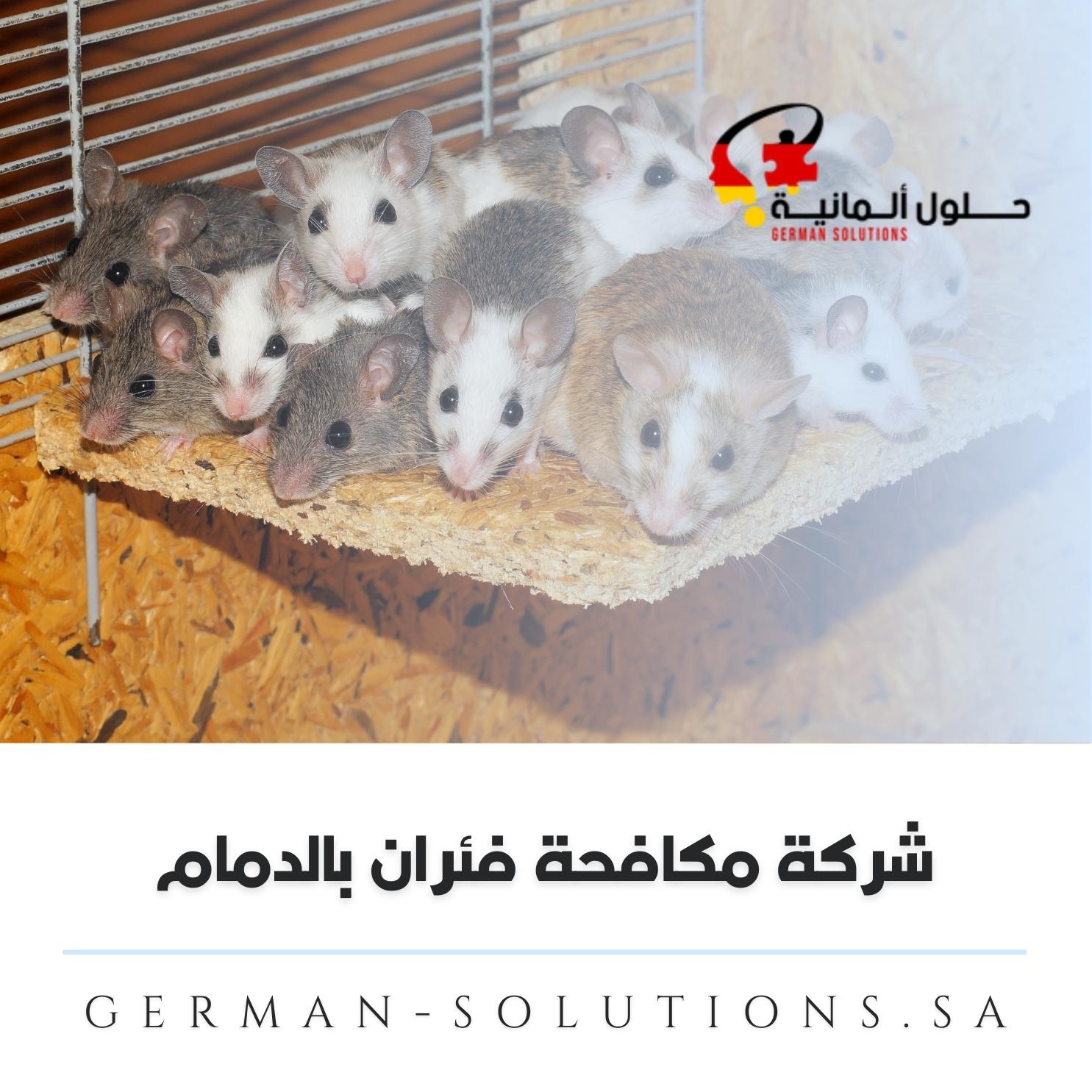 شركة مكافحة فئران بالدمام